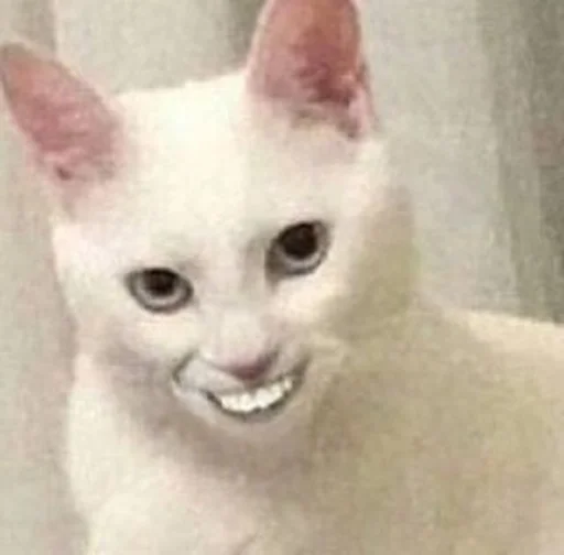a white cat with a human face